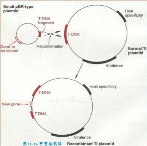 基因检测：失落34年的王圆圆终于被找到，DNA结果显示，他曾是你的亲生儿子！