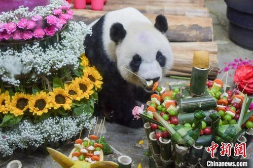 海南大熊猫兄弟迎第十一岁生日，续写青春与和谐的篇章