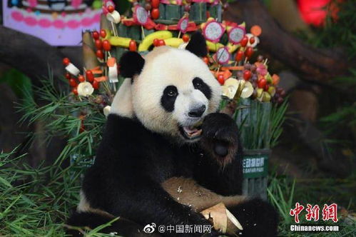 海南大熊猫兄弟迎第十一岁生日，续写青春与和谐的篇章