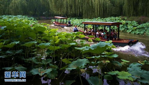 北京圆明园荷花盛开：瑰丽园林景观的独特呈现