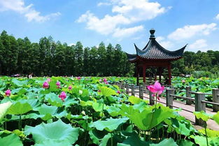 北京圆明园荷花盛开：瑰丽园林景观的独特呈现