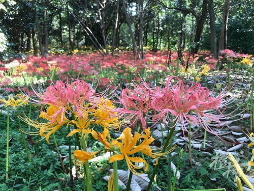 杭州植物园石蒜花海：你的春季约会地，约起来吧！