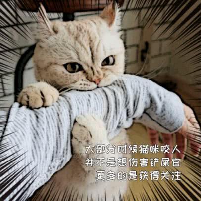 梦见黑色小猫：这背后可能有怎样的含义？