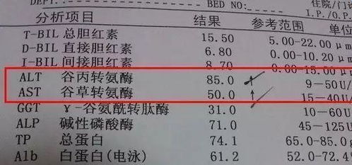 谷丙转氨酶偏高的危害：你需要了解的几个要点