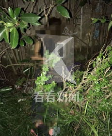 湖北荆门：女子因刮风倒树死亡 病理原因仍在调查