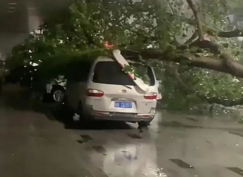 SUV遭大树砸中致务工女子身亡！警方初步判断事故原因系大雨引发

乐东大树砸车致一死三伤，警方称或因大雨引起

SUV被大树砸中致一人身亡及三人受伤，官方回应：可能与暴雨有关