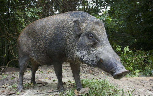 宁夏某地野猪问题严重，猎人招募，野猪归谁所有?