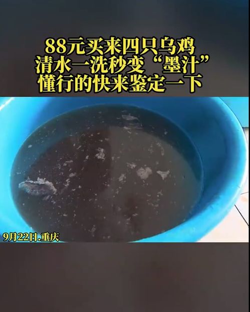 网友质疑：88元网购4只乌鸡，洗出一盆黑水，客服解释正常现象引关注