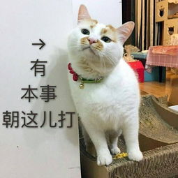 养猫指南：如何通过图片调整获得有趣养猫经历：从浅入深解析，多彩小猫咪变色养护技巧