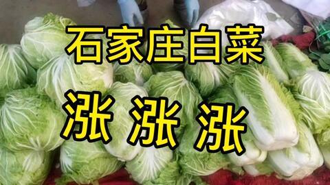 白菜价格猛涨70%，韩国急需进口16吨，网友：中国人真是无能