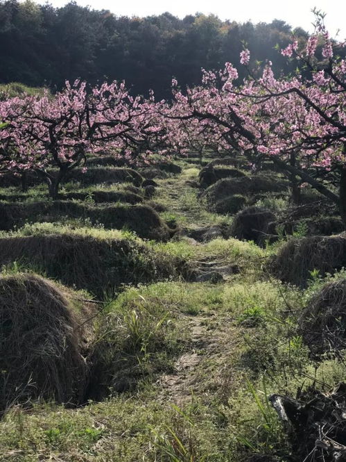 两株壮硕茁壮，经历风雨的杰出楠木：1700岁的神奇故事