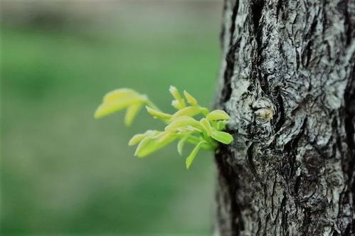 两株壮硕茁壮，经历风雨的杰出楠木：1700岁的神奇故事