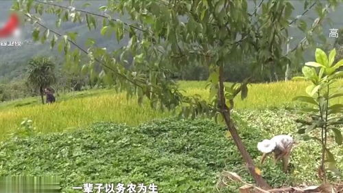 两株壮硕茁壮，经历风雨的杰出楠木：1700岁的神奇故事