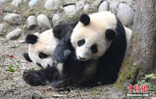 极致专注：中国大熊猫繁育研究团队彻夜守护的最后一刻

悲壮瞬间：熊猫消失的真相，中国粉丝全力追踪和守护的最后一刻

悲泣泪别：最后时刻，日本粉丝守候着，只为再次见到大熊猫