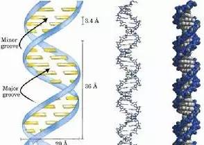 科学家揭示百年秘密：揭开人类DNA双螺旋结构的迷团