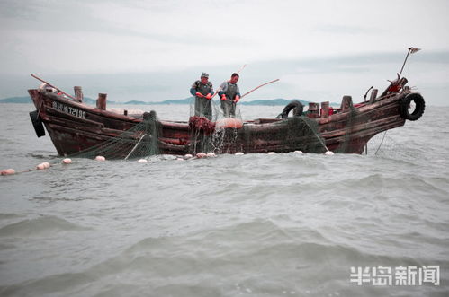 上海近海捕获大量海蜇，首次捕捞行动中取得重大突破！