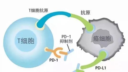 抗癌神药PD-1或将被 FDA 收窄适用范围