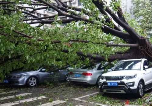 台风暴雨后：哪些车损保险公司不赔偿?