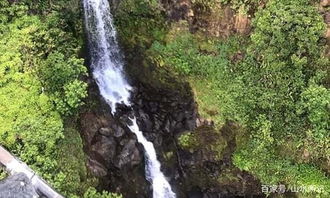 专注于小飞蛾守护，探索四面山的未知世界