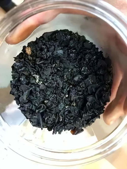 尝试松茸的神秘力量：独特的松茸调味汁配方