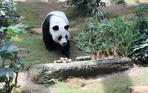 神奇的中华国宝——大熊猫‘安安’和‘可可’：抵港一周，适应新环境的过程