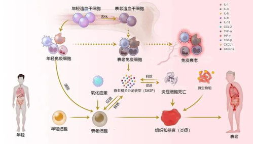 Nature揭示CRISPR基因疗法可能逆转大脑衰老并启动再生过程