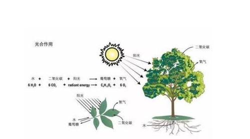 植物之战：现实中的强大植物对地球的影响