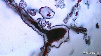 揭开20亿年前生命起源之谜：化石中揭示的鲜活微生物揭示了生命起源的秘密