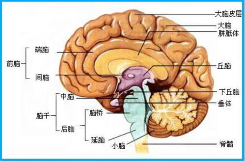 人体大脑中的废物清理奥秘解析