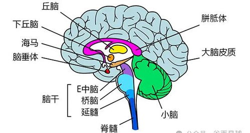 人体大脑中的废物清理奥秘解析