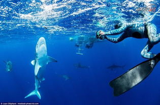 揭秘神奇的海洋生物：在受伤时可互相融合的身体现象