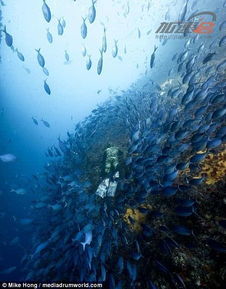 揭秘神奇的海洋生物：在受伤时可互相融合的身体现象