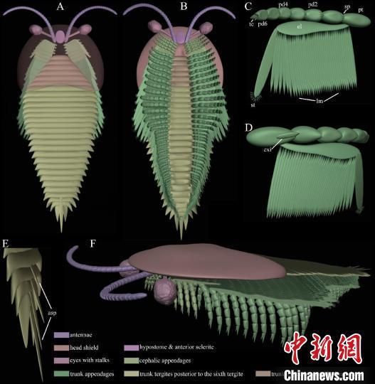 澄江生物群奇丽灰姑娘虫的精细软体结构：最新的科学发现