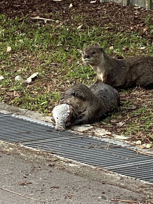 新加坡最大水獭家族族长妈妈去世：水獭出现在城市象征着什么?