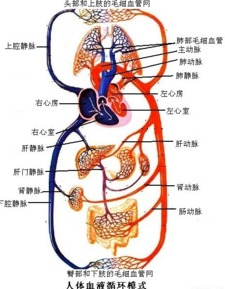 癌症是否能通过血液循环全身传播？

请告诉我是否有其他问题需要我帮助解答，或者您想了解的关于癌症的信息。