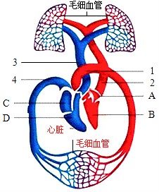 癌症是否能通过血液循环全身传播？

请告诉我是否有其他问题需要我帮助解答，或者您想了解的关于癌症的信息。