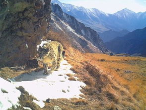 祁连山：雪豹等旗舰物种复苏的速度之快令人惊叹

神奇的祁连山，旗舰物种复苏速度超乎想象