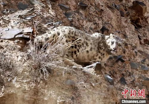 祁连山：雪豹等旗舰物种复苏的速度之快令人惊叹

神奇的祁连山，旗舰物种复苏速度超乎想象