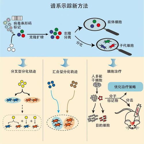 每日一问：气味如何影响大脑单神经元的表征？神经现象学角度解析情绪调节的机制？深入探讨内感受与情绪调节的复杂关联。