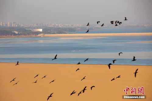 越冬候鸟陆续抵达鄱阳湖：江西永修全方位呵护，关爱生态源动力