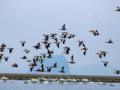 越冬候鸟陆续抵达鄱阳湖：江西永修全方位呵护，关爱生态源动力