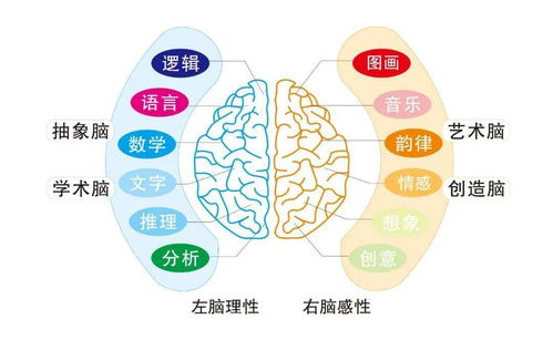 苏建文、路超、章永春三名科学家团队揭示了基底细胞与神经内分泌细胞的命运调控机制