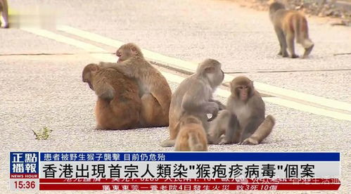 港媒：10只香港动植物公园猴子死亡，其中9只为未知原因

以下是我为您提供的优化后的

香港动物园猴子一周内骤减10只致死亡原因不明