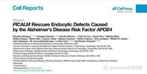 Apoe E1在AD发病机制中的关键角色：研究揭示小胶质细胞与APOE内吞异常聚集的关系