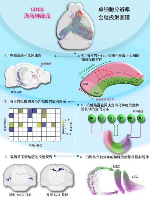 六十五载光阴，半世纪脑疾疑团终解：全新科研揭示病因与治疗方案