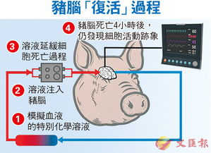 中国科学家通过猪脑复活：揭示肝脏在死亡救援中的关键角色