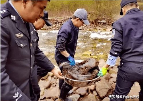 古生物专家：历经数亿年演化，中国野生娃娃鱼现状如何?