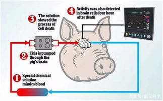 科学家成功复活猪脑：其大脑仅存活了一个小时