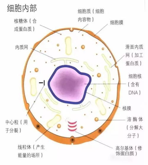 科学家揭示细胞发展进化之谜：绘制出详细的时间序列图案