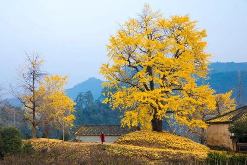 秋天的甘肃美景：绝美银杏观赏地